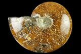 Polished Ammonite (Cleoniceras) Fossil - Madagascar #166675-1